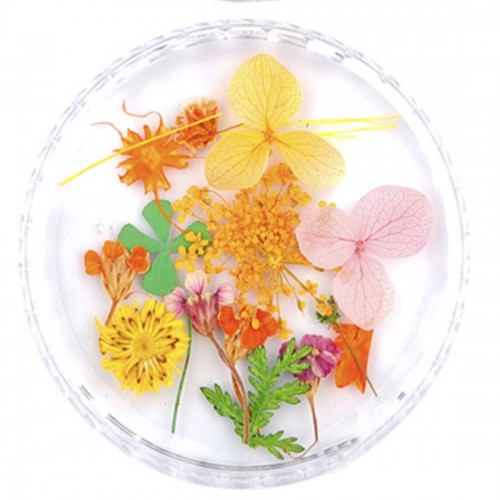 Trockenblume Mix Orange
